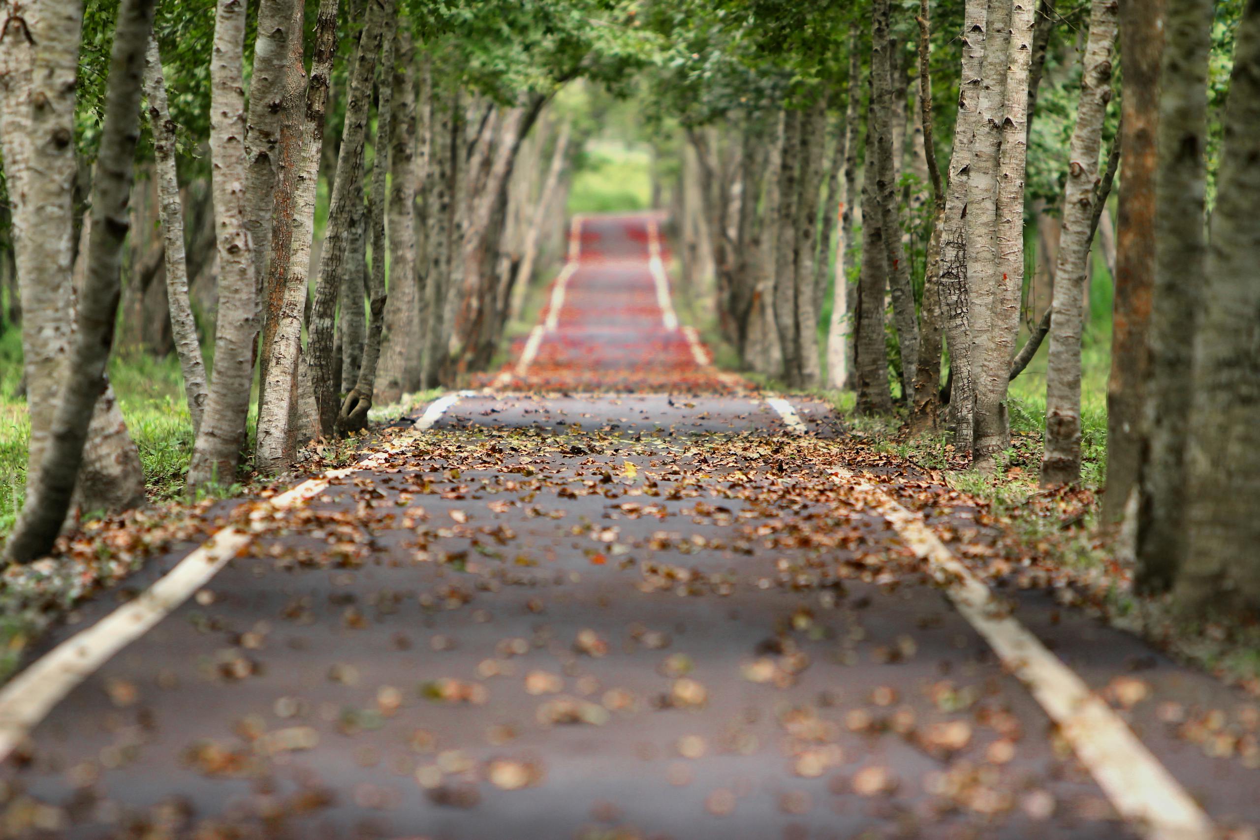 A tranquil, tree-lined pathway with fallen leaves, capturing the essence of autumn in a lush forest setting.